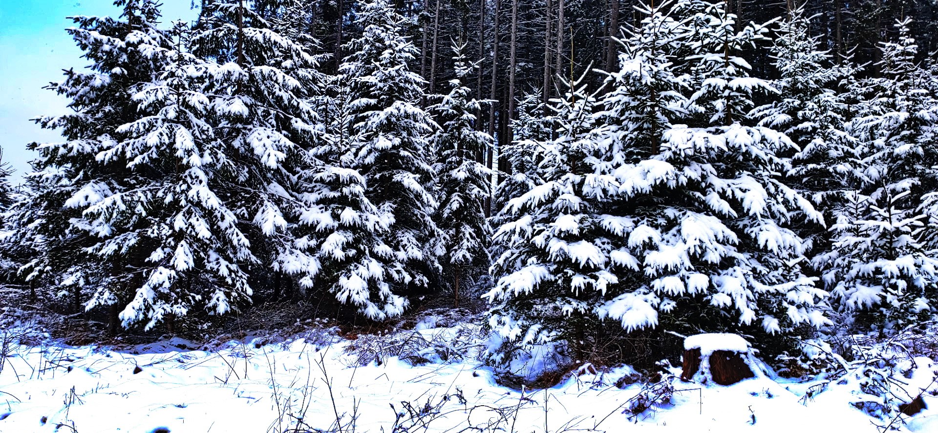 Aprilwetter Bäume im Schnee Groß Groß